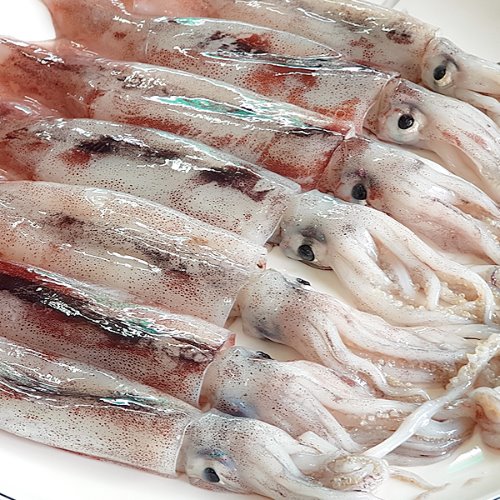 [리얼국내산] 동해안 싱싱 통찜오징어 1kg 생물(급냉)